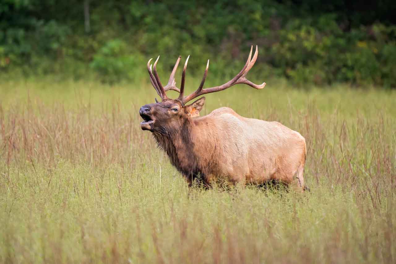 The Ultimate Guide to Elk Hunting Basics