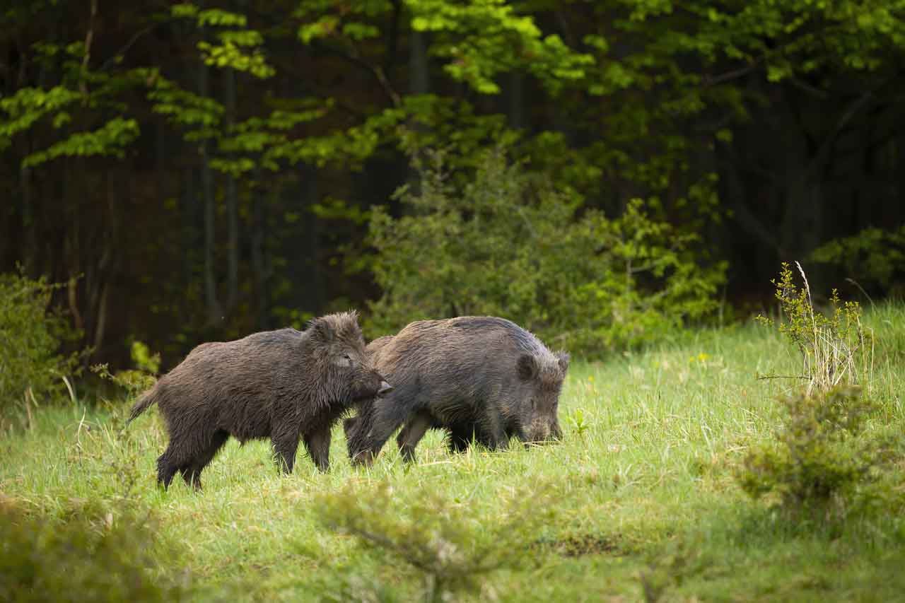 The Wild Hog Problem: Facts & Figures